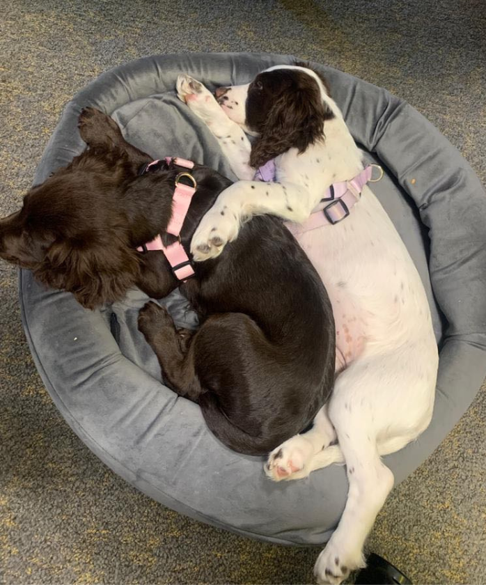 Two young dogs asleep in a dog bed 